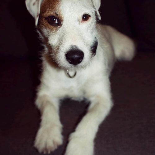 Sammy