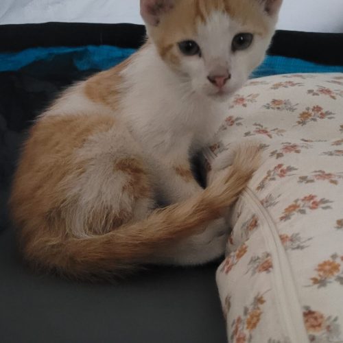 inbound1769136820767940173-1